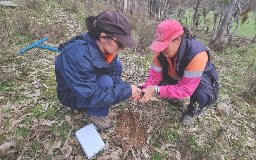 Adelong Gold expands portfolio with acquisition of high-grade Apollo project