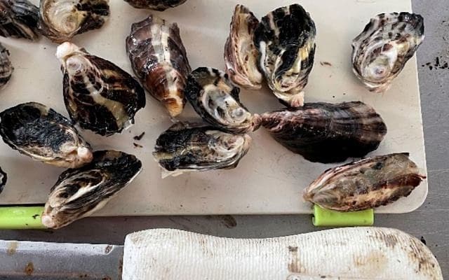 Angel Seafood gears up for 2021 Easter period with record organic and sustainable oyster stock