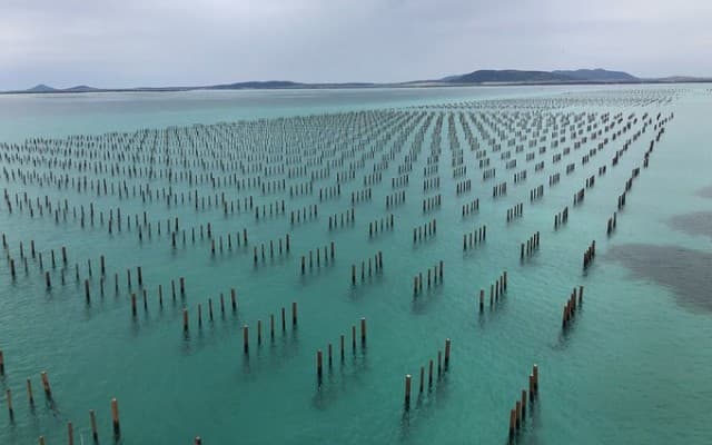 Angel Seafood achieves record half-year driven by domestic oyster demand