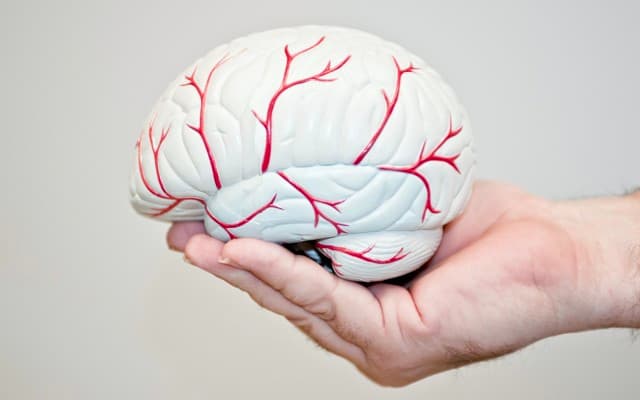 Argenica Therapeutics toxicology studies indicate key findings ahead of ARG-007 clinical trial