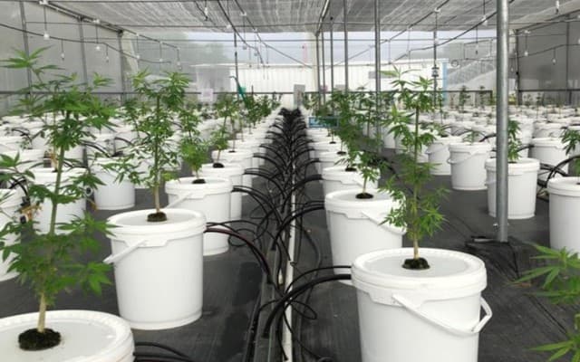 AusCann looks to tighten grip on Latin American medicinal cannabis growth spurt