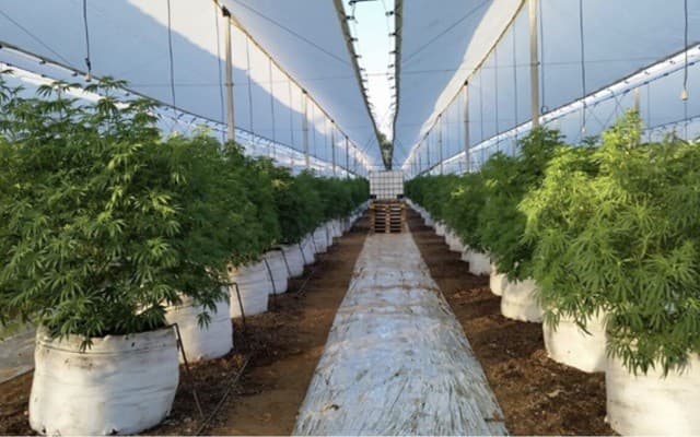 AusCann plants second cannabis crop in Chile