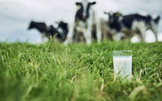 Australian Dairy Farms plans to go organic and enter infant formula market