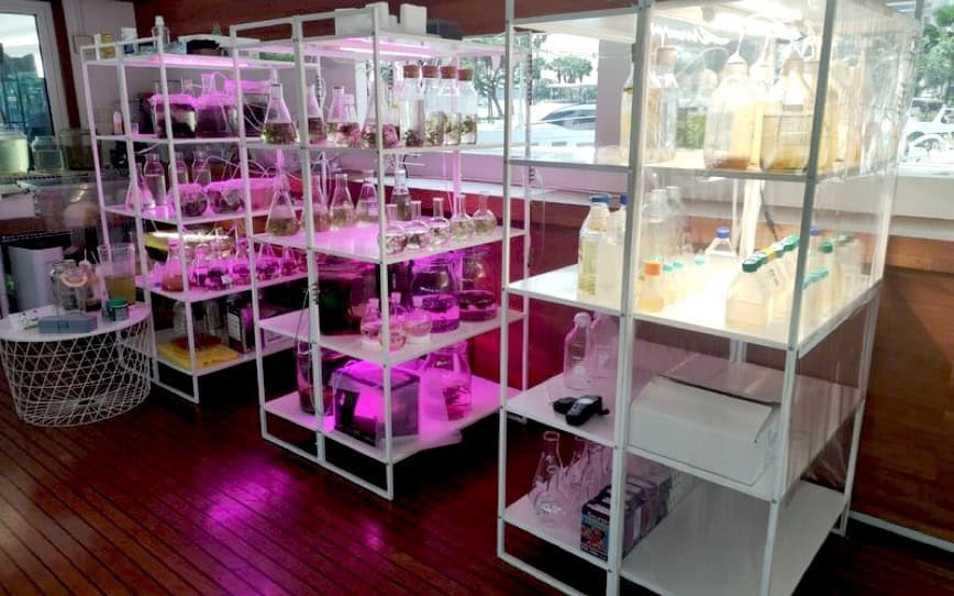 BPH Global re-signs Gaia Mariculture to manage Singapore-based seaweed R&D