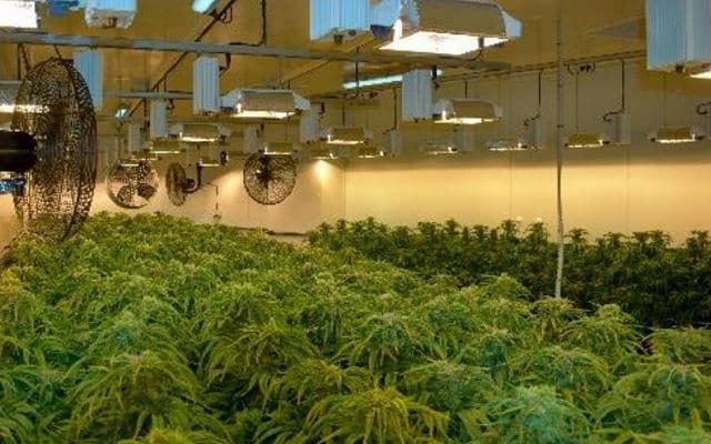 Cann Group grows medicinal cannabis cultivation capacity, locks-in offtake agreement