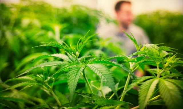 Cann Group completes first harvest of medicinal cannabis