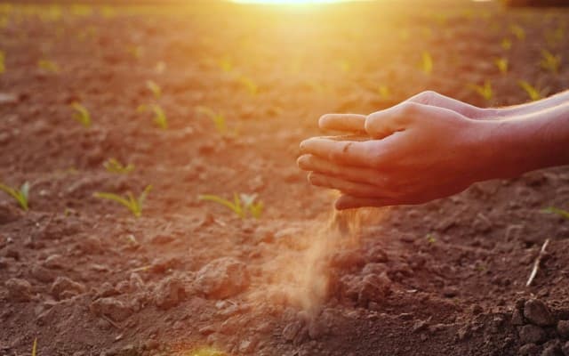 Costa Group puts hand out as drought hurts its bottom line