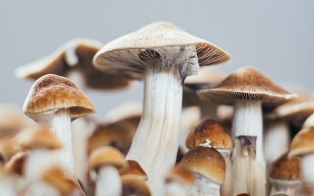 Creso Pharma’s Canadian subsidiary Halucenex embarks on US market entry strategy