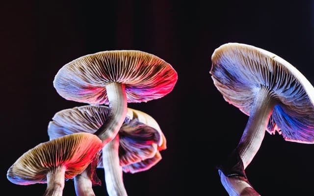 Creso Pharma and Halucenex expedite US market entry following proposed law to decriminalise psychedelic drugs