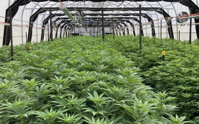 ECS Botanics achieves another record quarter