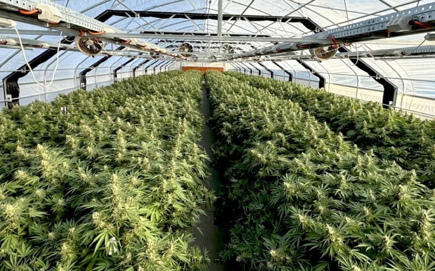 ECS Botanics reports 50% increase in cannabis yields with new crop enclosure designs