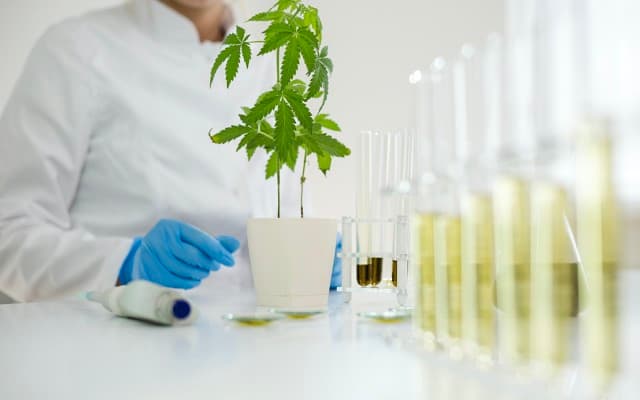 Emerald Clinics signs cannabis RWE contract with Canopy Growth’s UK subsidiary Spectrum Biomedical