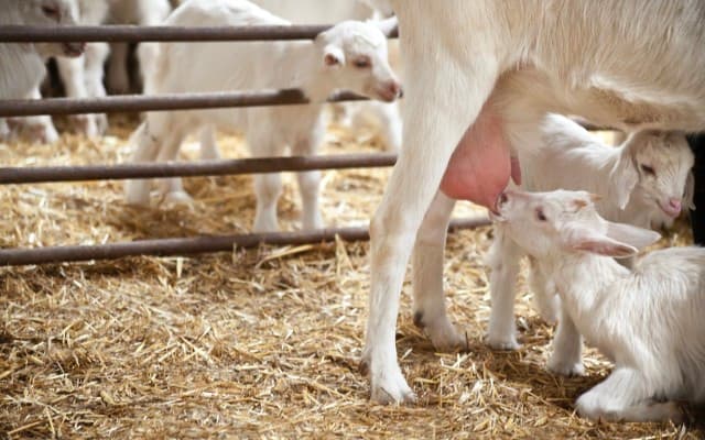 Goat milk supplier Nuchev set to make ASX debut following $48.6 million IPO