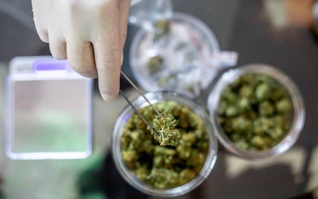 Health House Holdings to distribute Zelda Therapeutics’ medicinal cannabis throughout Australasia and UK