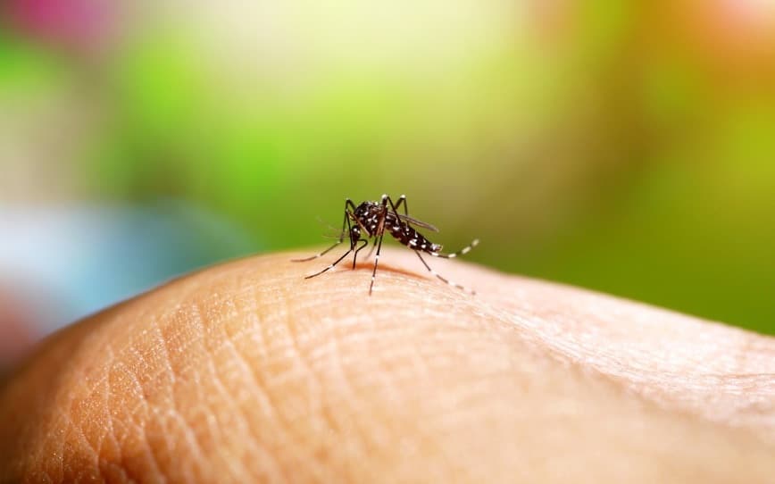 Island Pharmaceuticals advances dengue fever treatment with promising ISLA-101 study results
