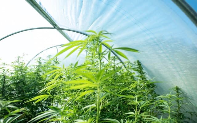 Little Green Pharma obtains expanded medicinal cannabis licence