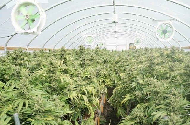 MMJ secures stake in another Canadian pot company