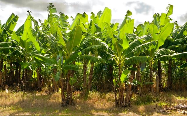 Papyrus Australia demonstrates commercial viability of banana waste conversion technology