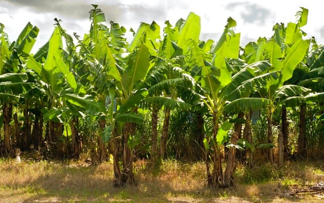 Papyrus Australia produces 100% banana food packaging