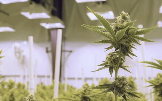 ‘Pot stock’ Cann Group gets green light to expand its two Victorian facilities