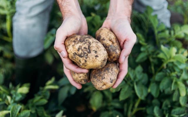 Pure Foods Tasmania executes growth strategy with acquisition of Daly Potato Company