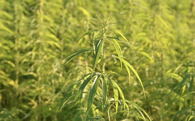 US Senate gives the green light for industrial hemp legalisation