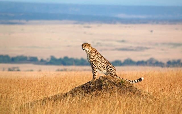 Vital Metals transitions to rare earths with ‘game-changing’ Cheetah Resources acquisition