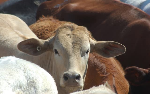 Wellard posts maiden half-year profit, keeps watch on volatile export markets