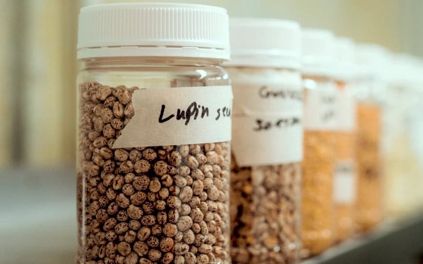 Wide Open Agriculture receives approval to sell high-protein lupin isolate to China